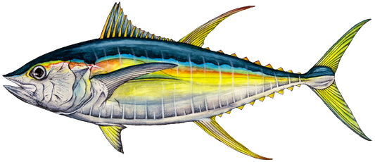 Yellowfin Tuna Sticker